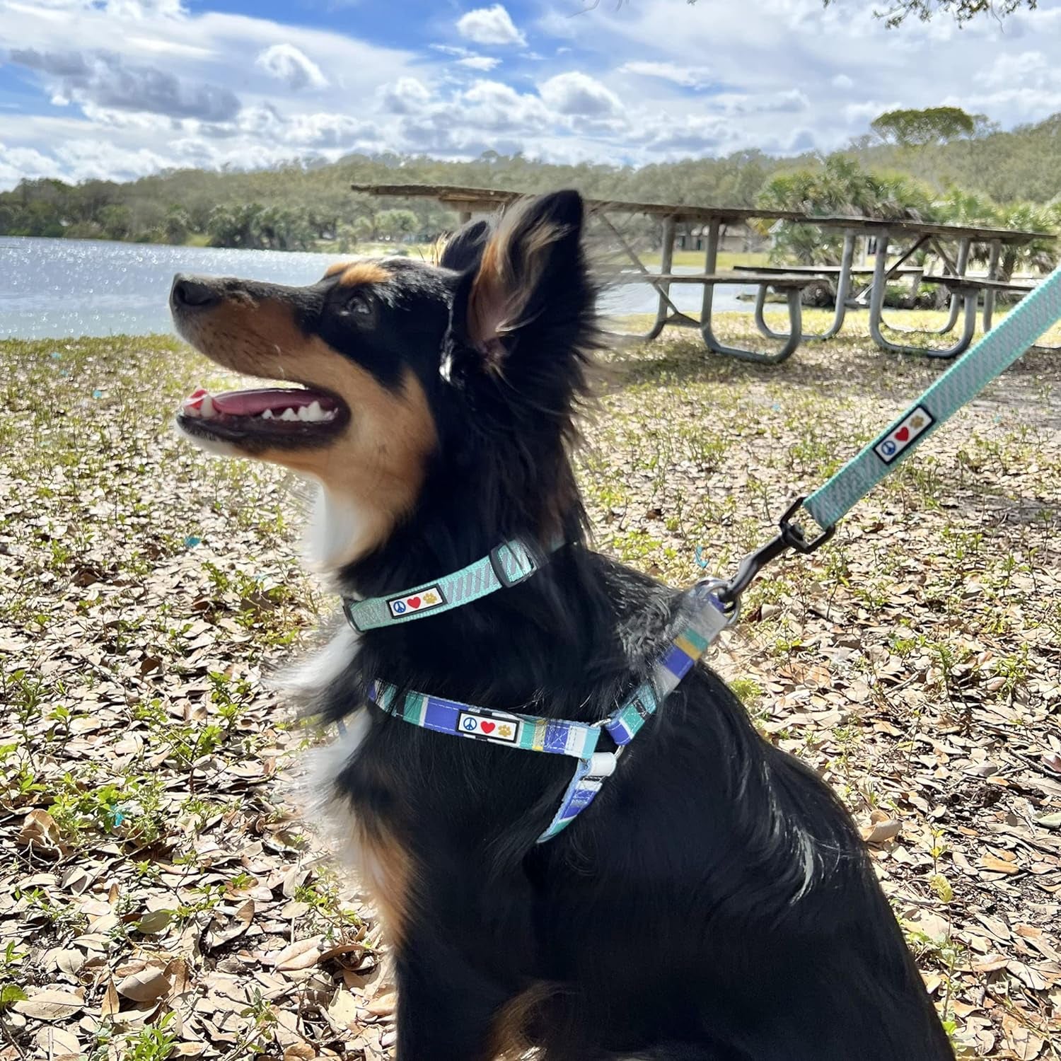 Reflective Dog Collar for Dog and Puppies a High Visibility Collar with Reflective Bands | Adjustable Dog Collar Heavy Duty Perfect for Extra Small and Small Puppies - Teal S Collar