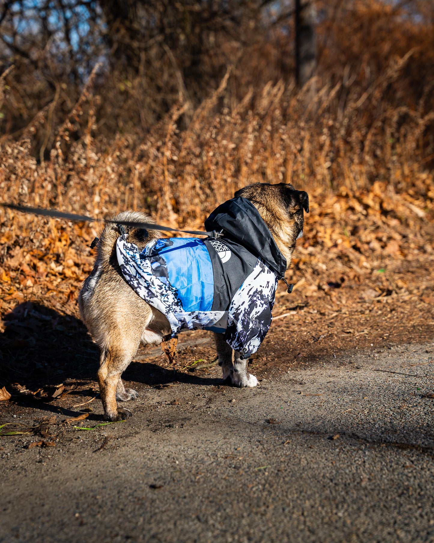 Dog Face Jacket Waterproof Jackets